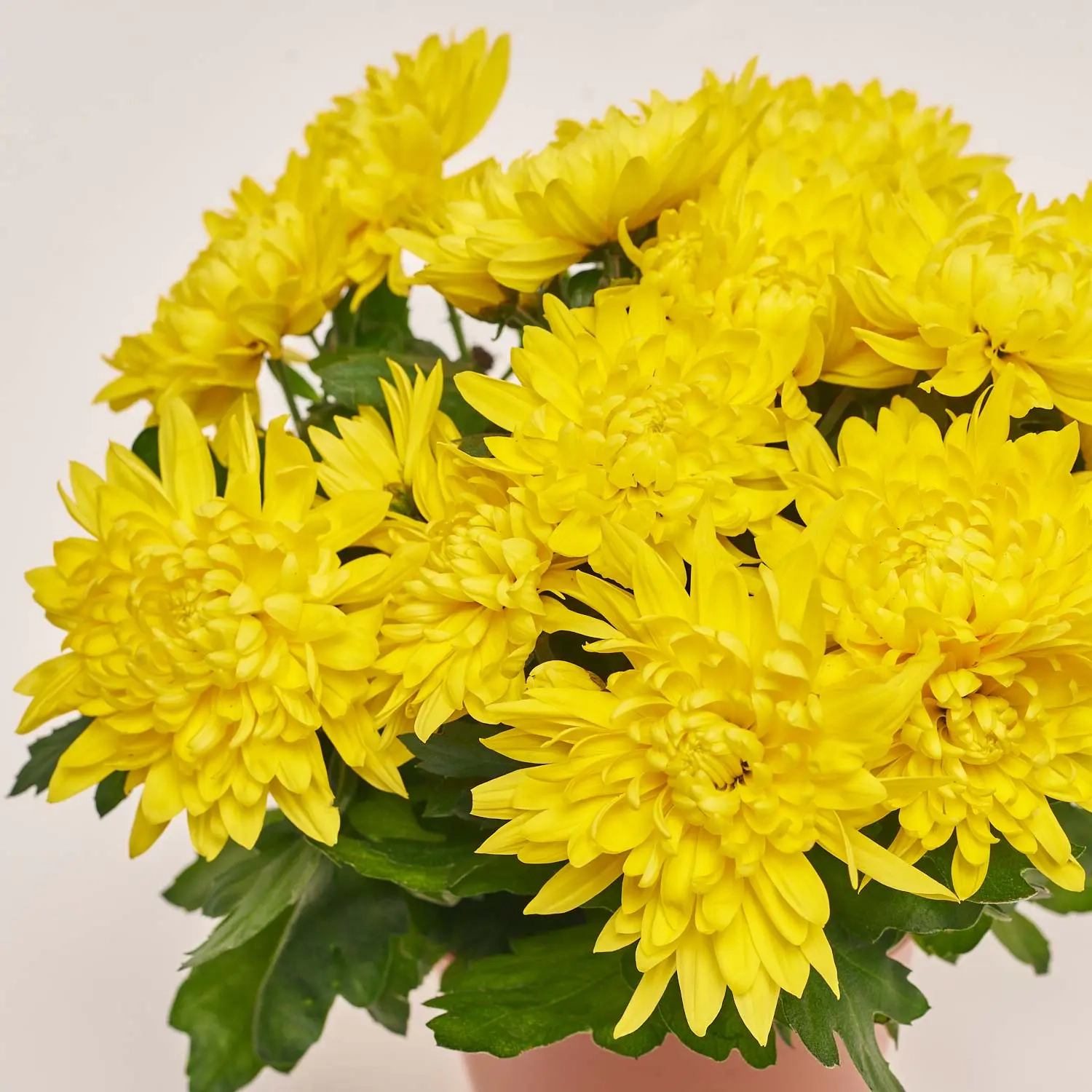 Зображення товару Хризантема Грандесса мікс, артикул: 2580