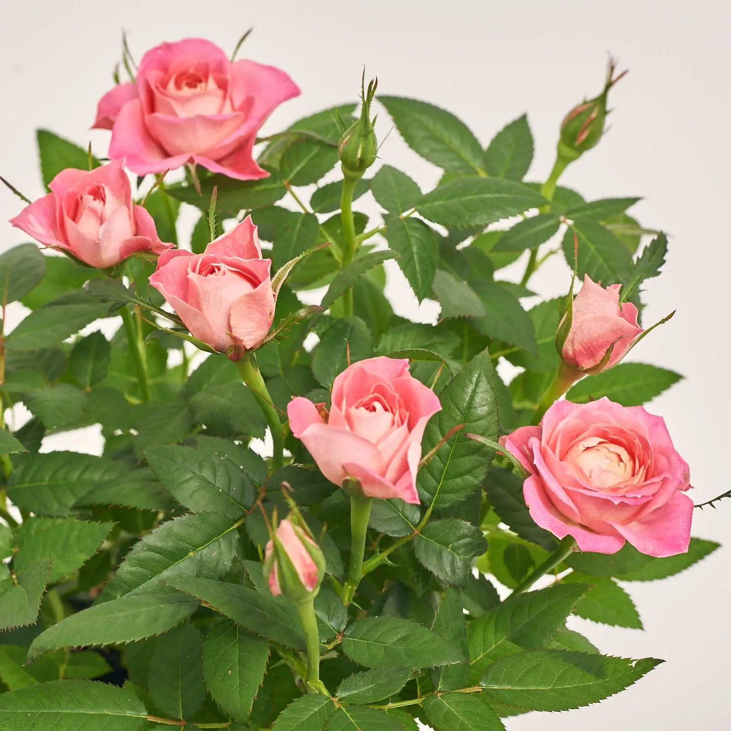 Зображення товару Троянда та Кашпо Сет 117, артикул: 52258