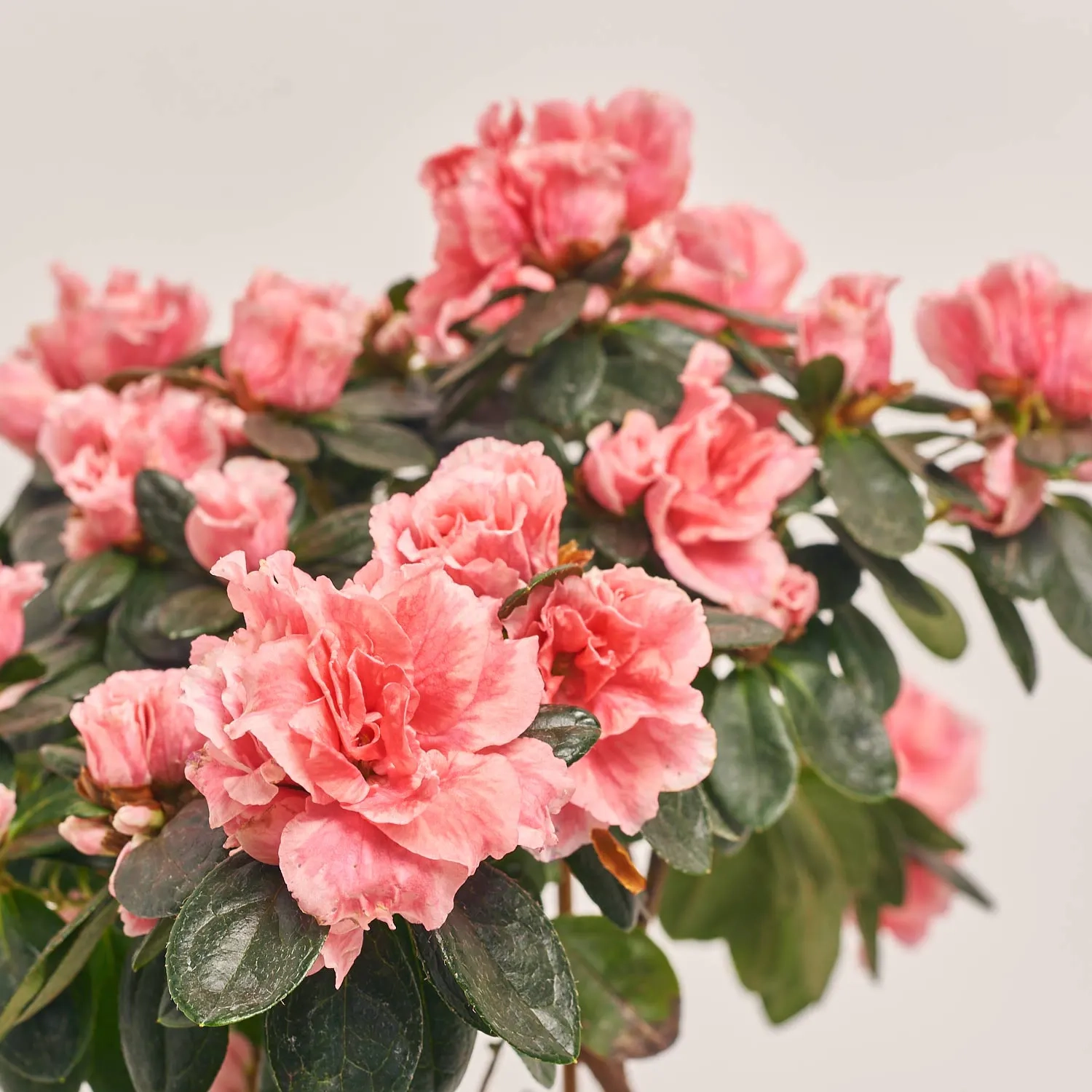 Азалія мікс штам, артикул: 24758 Зображення товару Азалія мікс штам, артикул: 24758