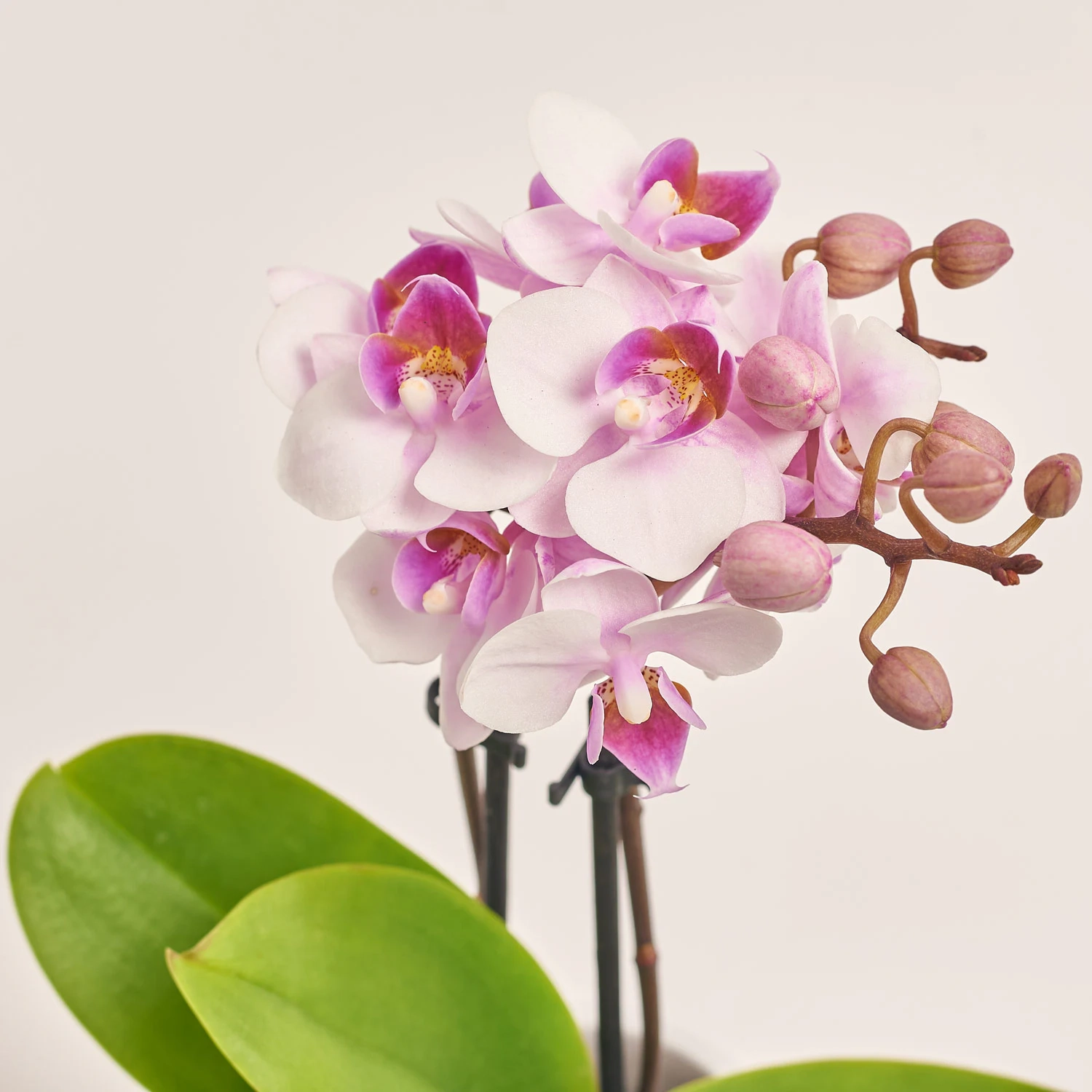 Зображення товару Фаленопсис міні в кер. 2ст., артикул: 1322