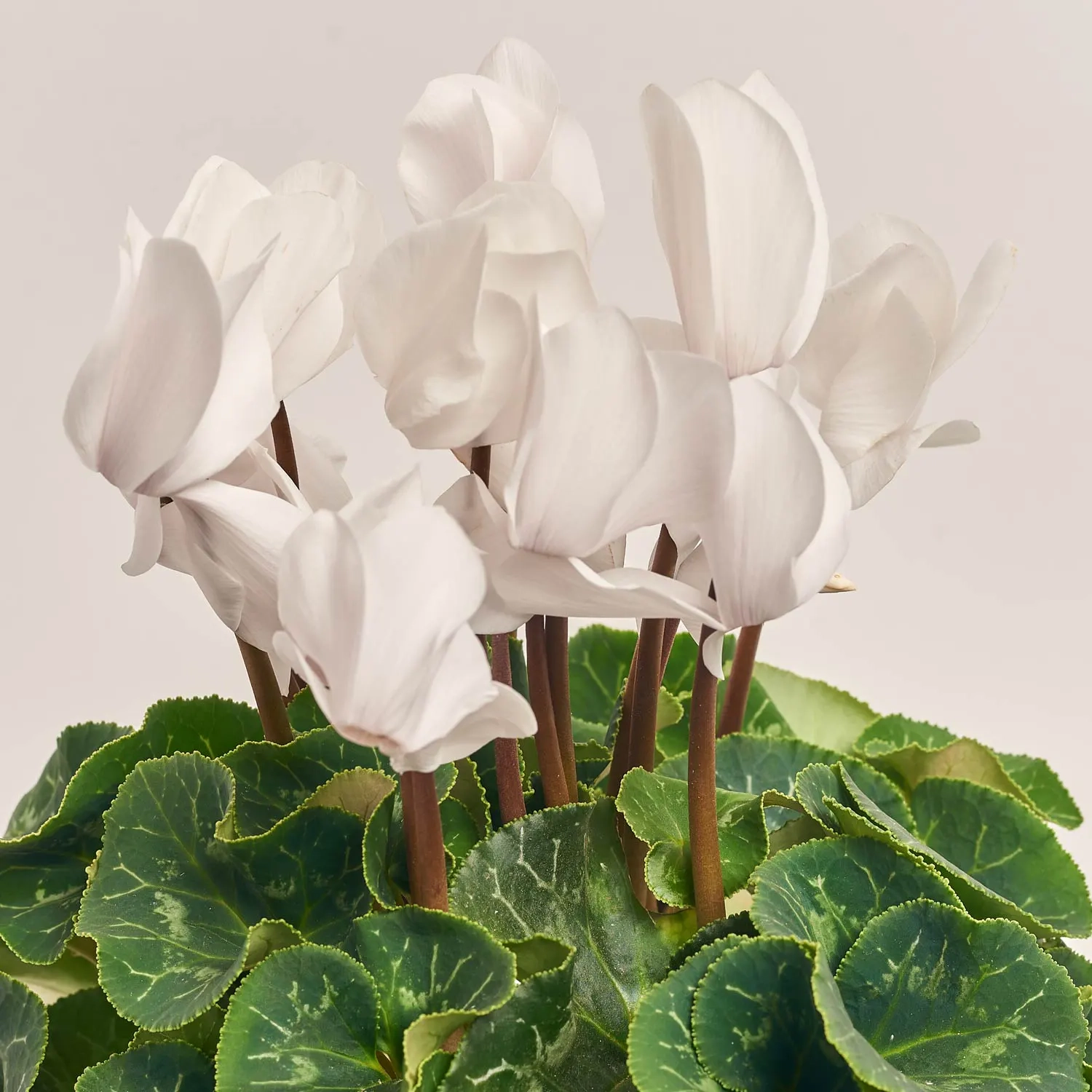 Цикламен та Кашпо Сет 221, артикул: 53342 Зображення товару Цикламен та Кашпо Сет 221, артикул: 53342