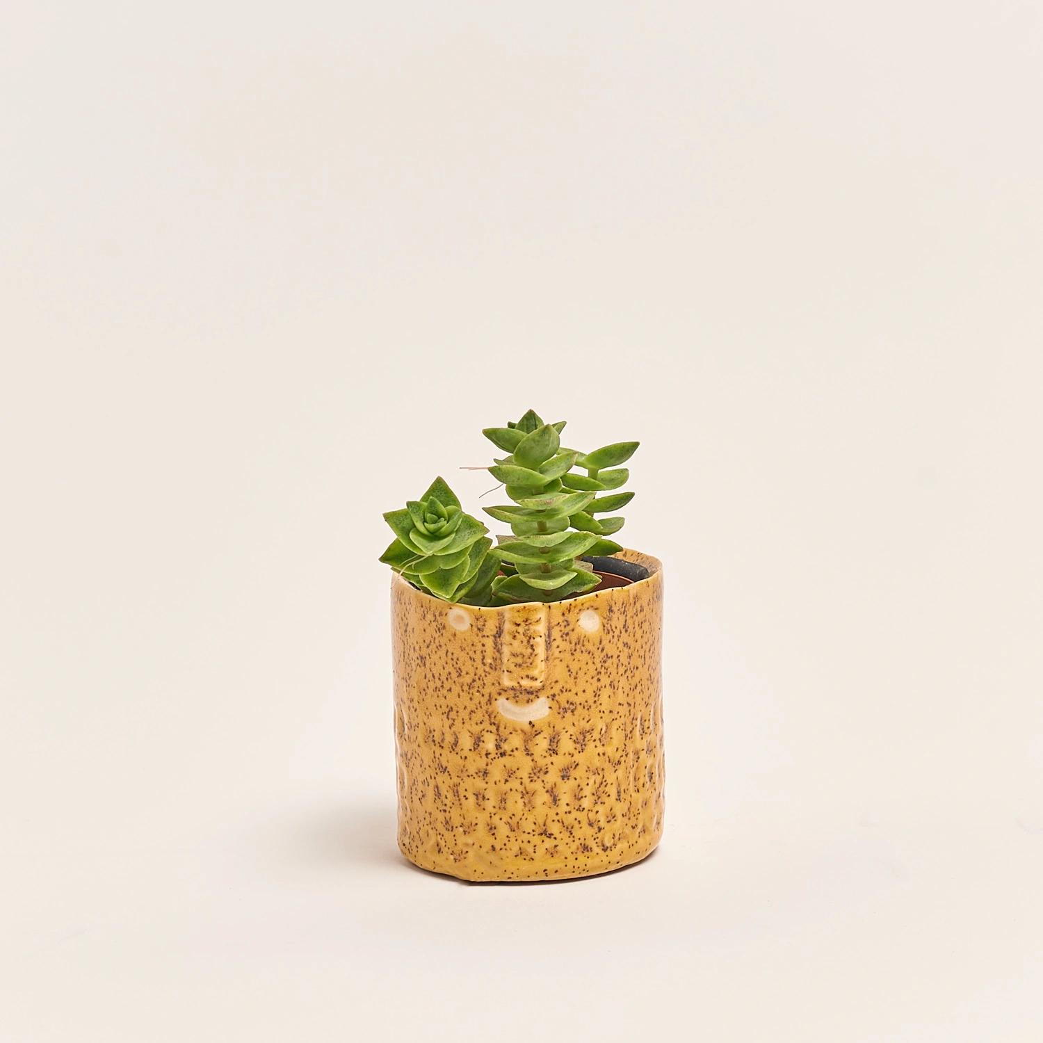 Сукулент мікс в кер., артикул: 30451 Зображення товару Сукулент мікс в кер., артикул: 30451