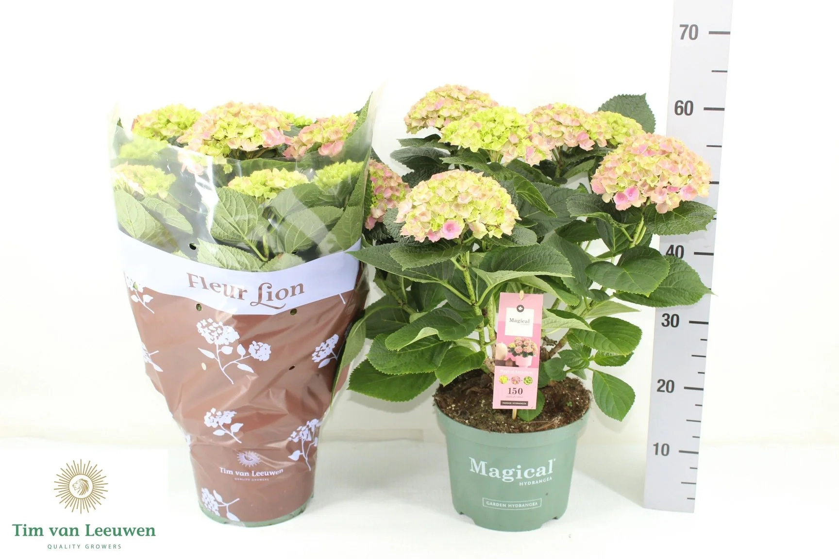 Гортензія Революшн Аметист 10ст., артикул: 57193 Зображення товару Гортензія Революшн Аметист 10ст., артикул: 57193