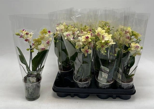Зображення товару Фаленопсис мультифлора 3ст., артикул: 57689