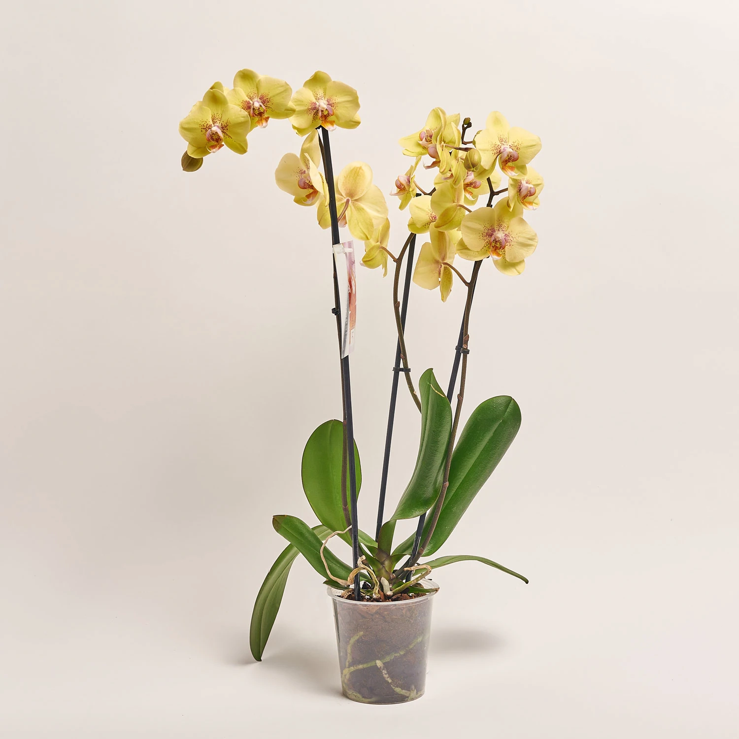 Зображення товару Фаленопсис 3ст. мікс, артикул: 23152