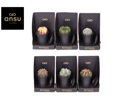 Зображення товару Кактус мікс в кер., артикул: 56906