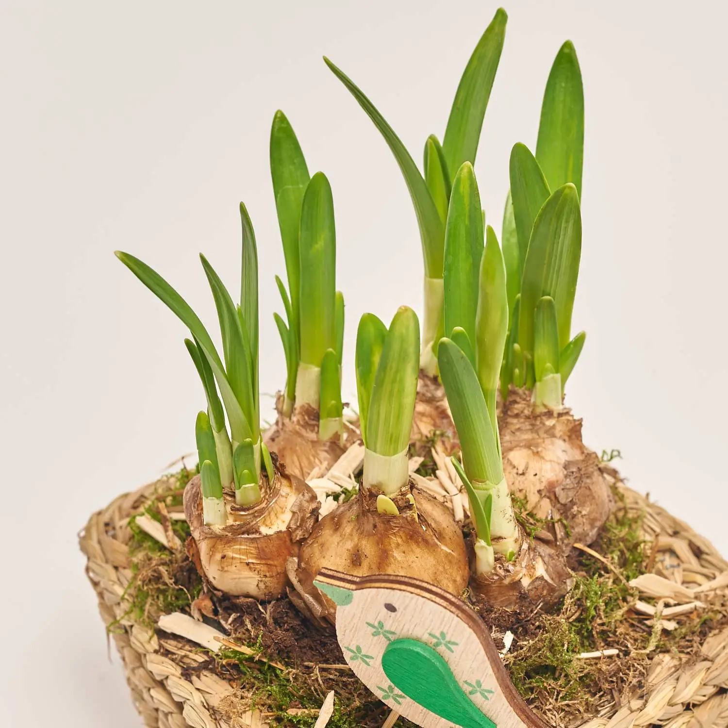 Зображення товару Композиція Нарцис у плет. горщику, артикул: 45996