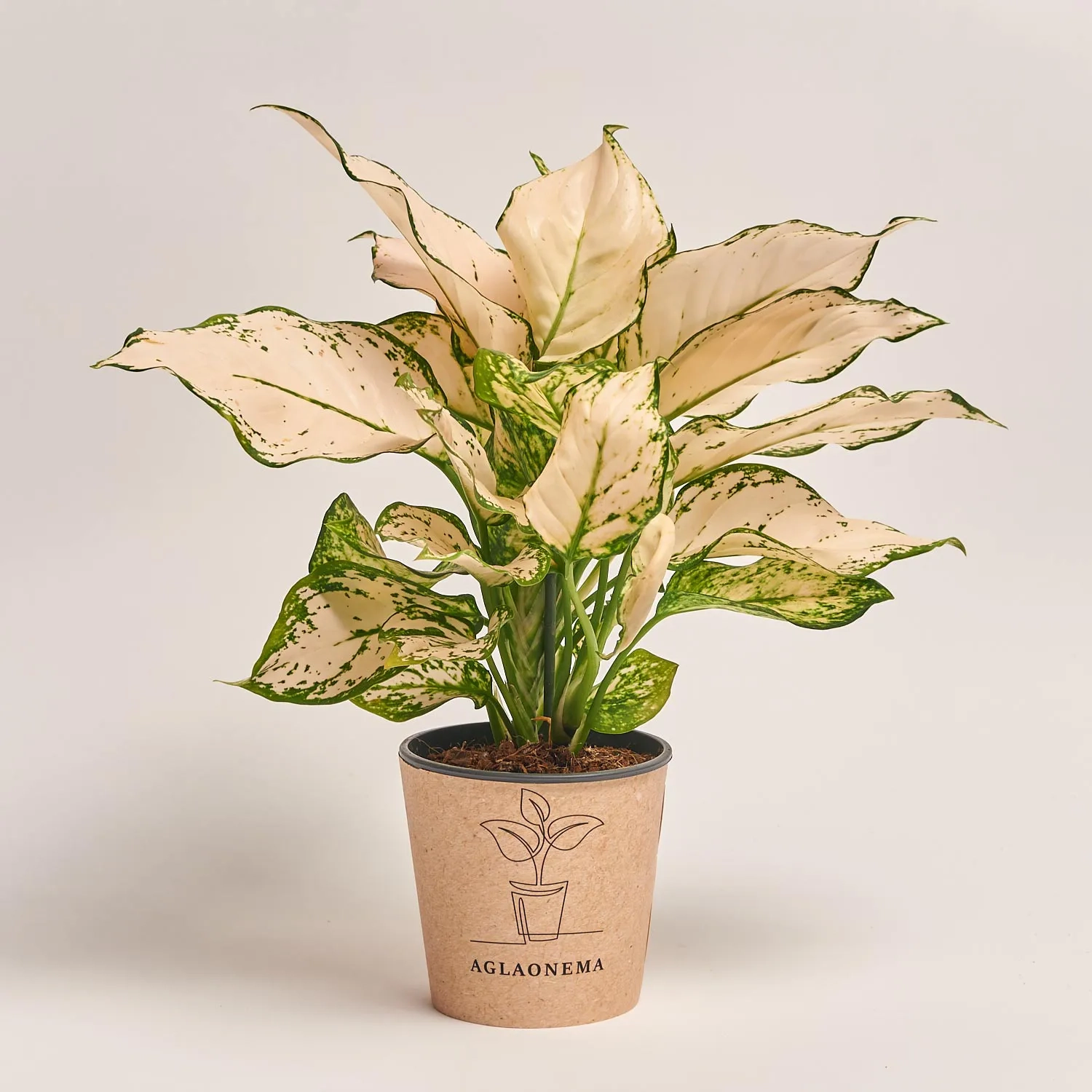 Аглаонема Вайт Ківі, артикул: 51795 Зображення товару Аглаонема Вайт Ківі, артикул: 51795