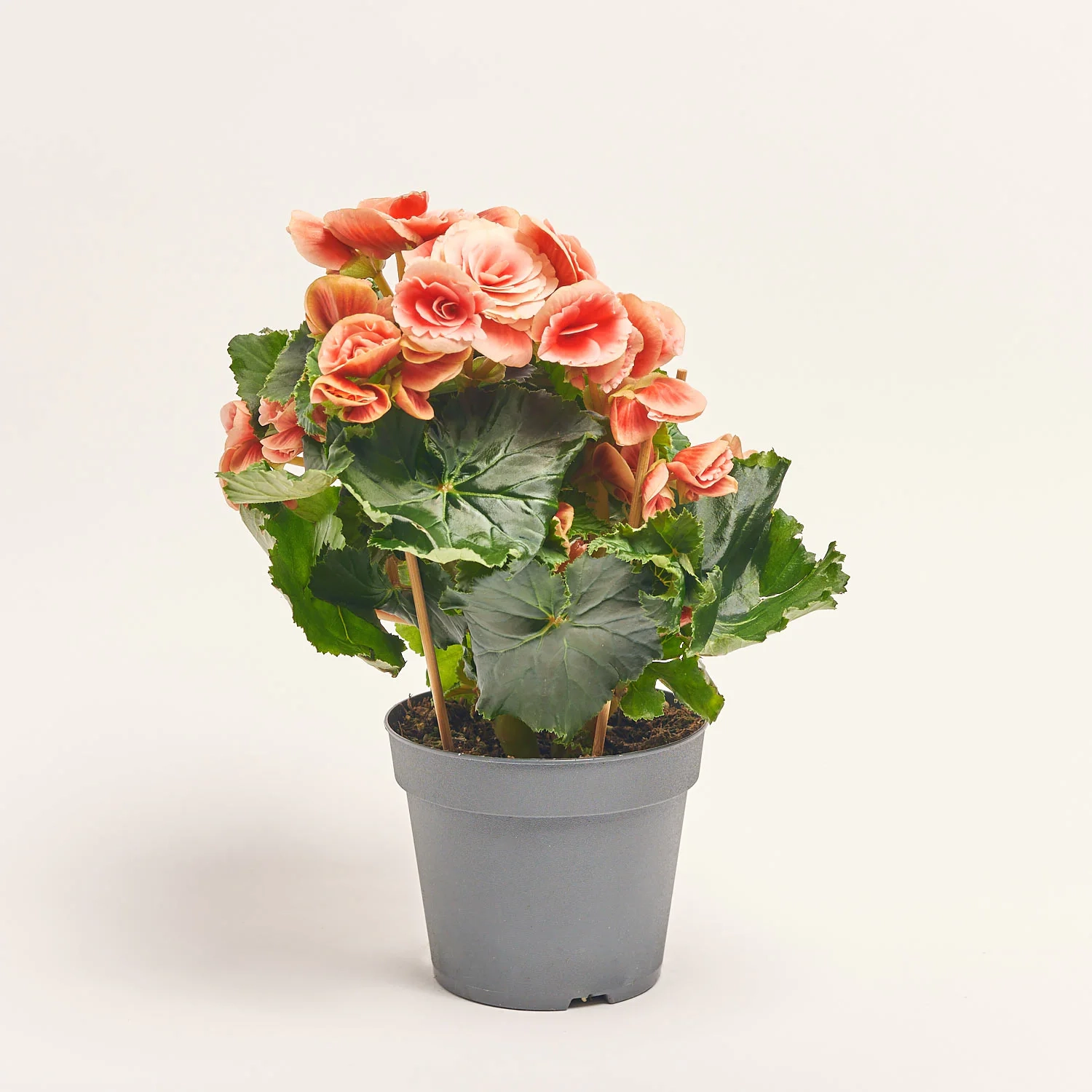 Зображення товару Бегонія мікс, артикул: 18662