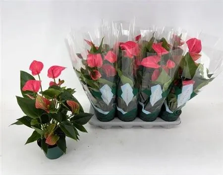 Антуріум Меліто, артикул: 52982 Зображення товару Антуріум Меліто, артикул: 52982