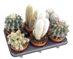 Кактус мікс, артикул: 46255 Зображення товару Кактус мікс, артикул: 46255
