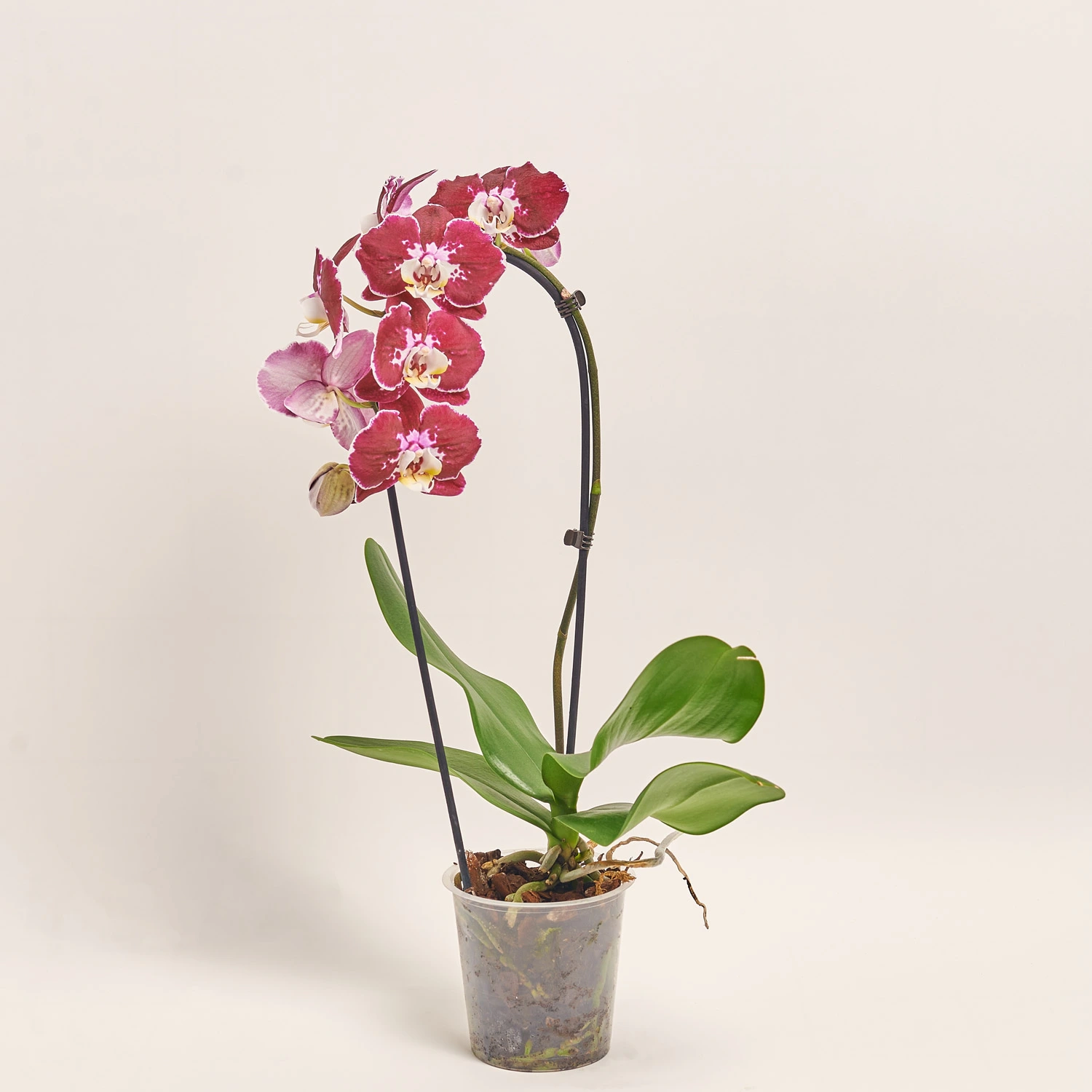 Фаленопсис каскад 1ст. мікс, артикул: 19289 Зображення товару Фаленопсис каскад 1ст. мікс, артикул: 19289