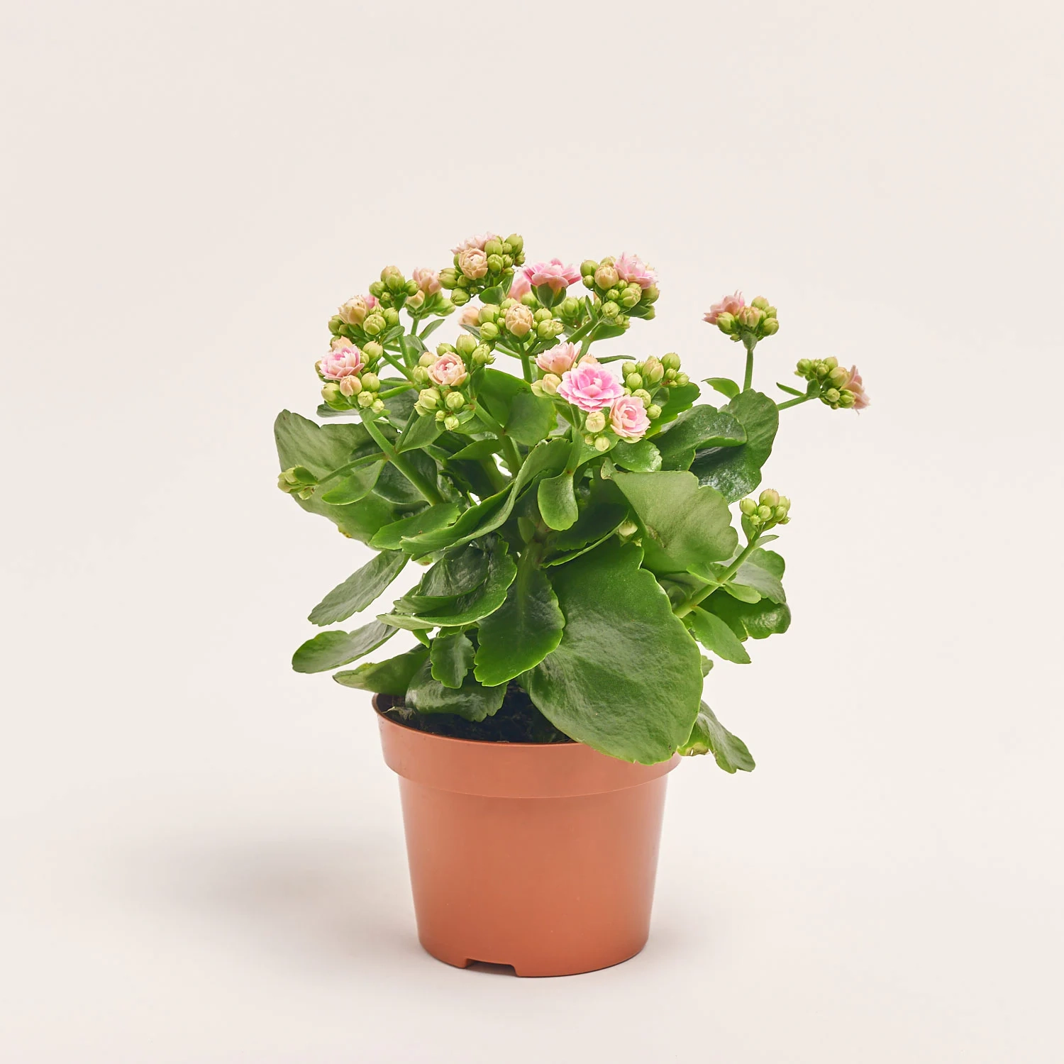 Зображення товару Каланхоє Роял мікс, артикул: 54597