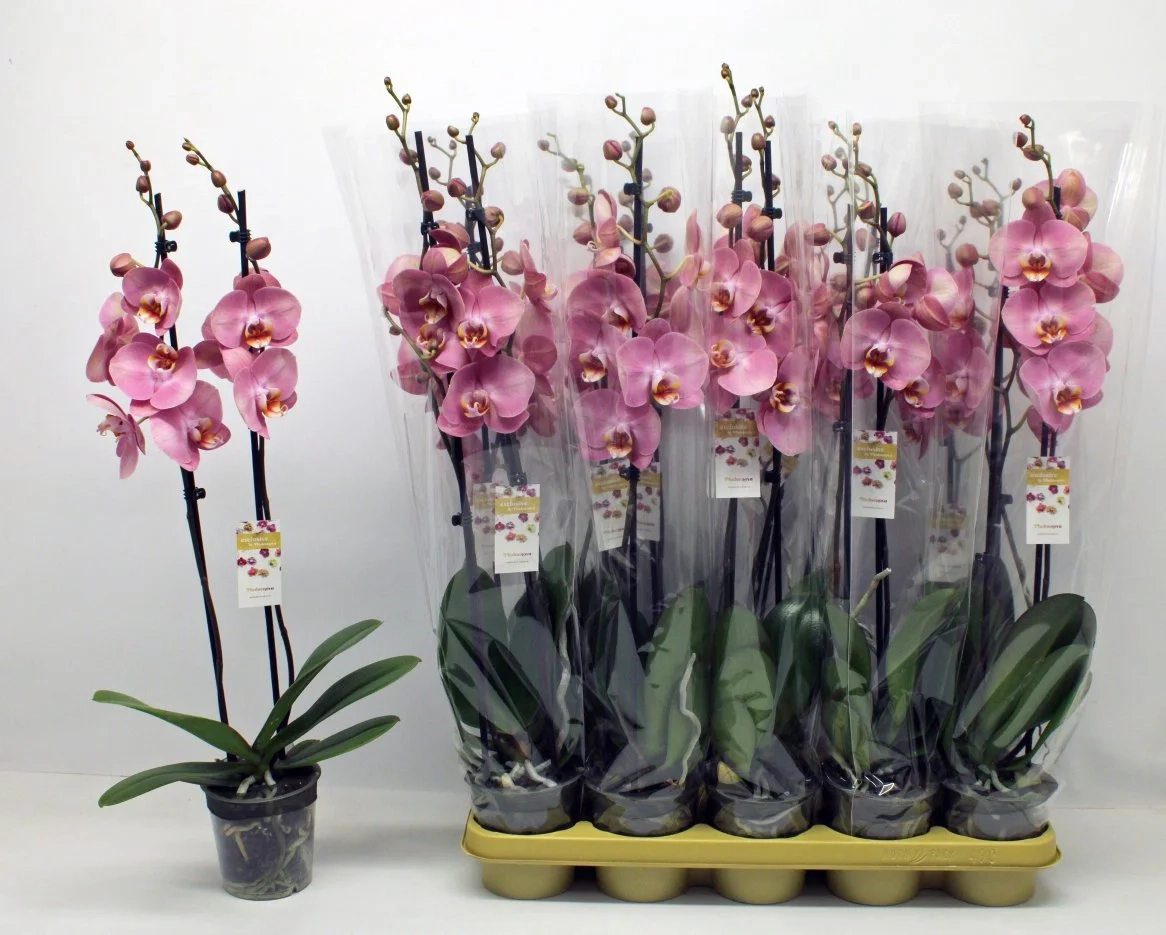 Зображення товару Фаленопсис "Равенна" 2ст., артикул: 56533