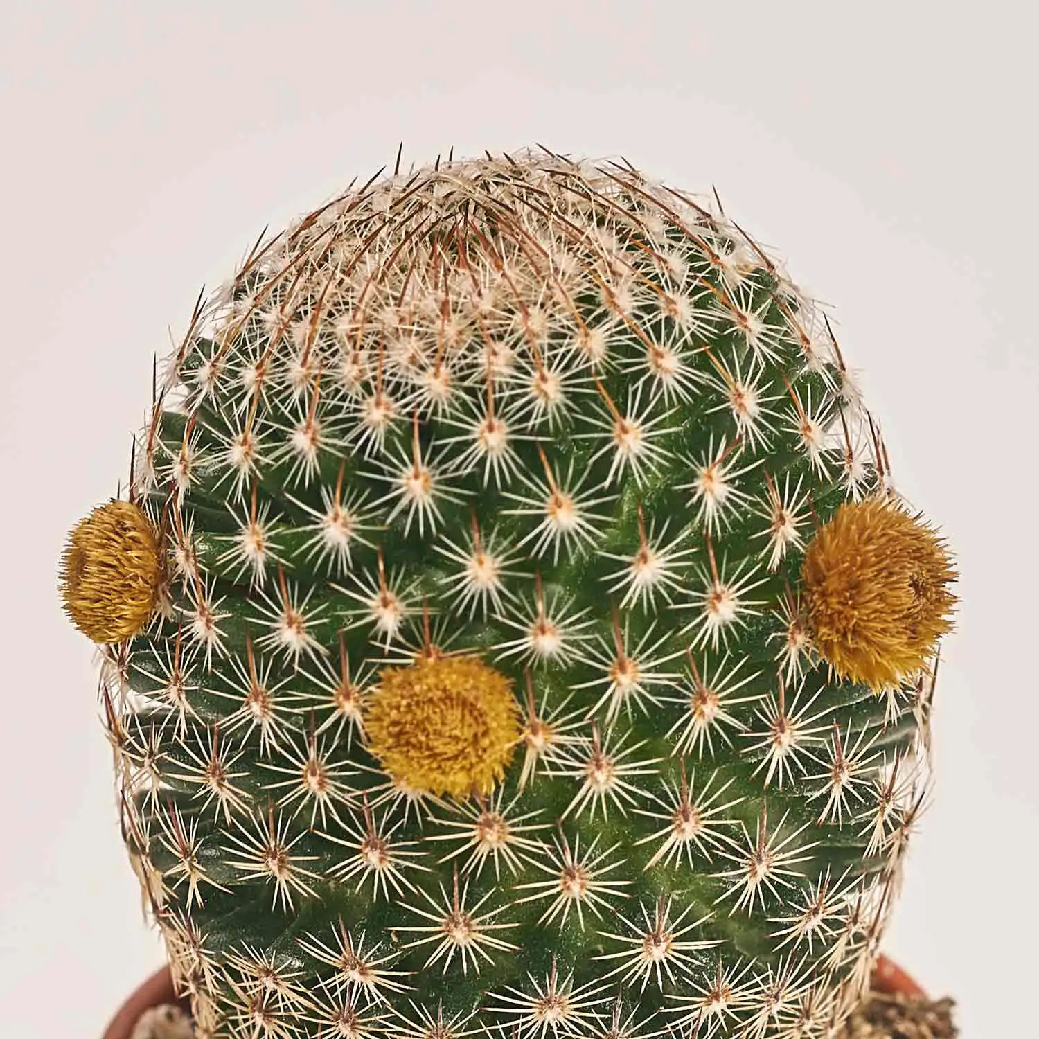 Зображення товару Кактус з квітами, артикул: 53320