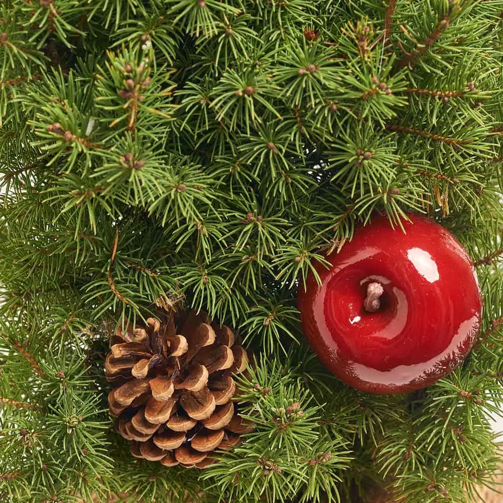 Зображення товару Композиція Ялина Коніка декор, артикул: 31803