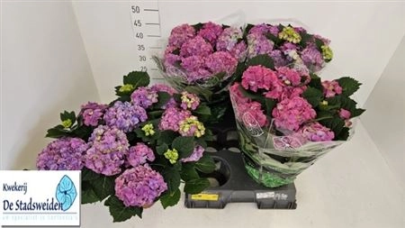 Зображення товару Гортензія фіолетова 12ст., артикул: 40123
