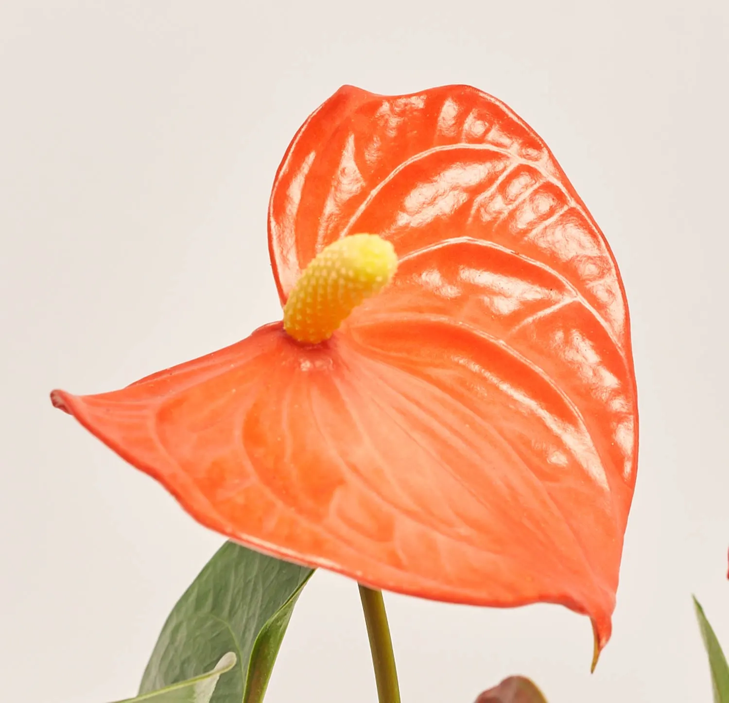 Зображення товару Антуріум Оранж Чемпіон, артикул: 2243