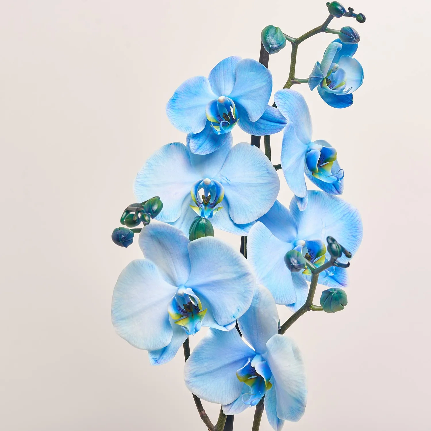 Зображення товару Фаленопсис фарб. 1ст. блакинтий, артикул: 48271