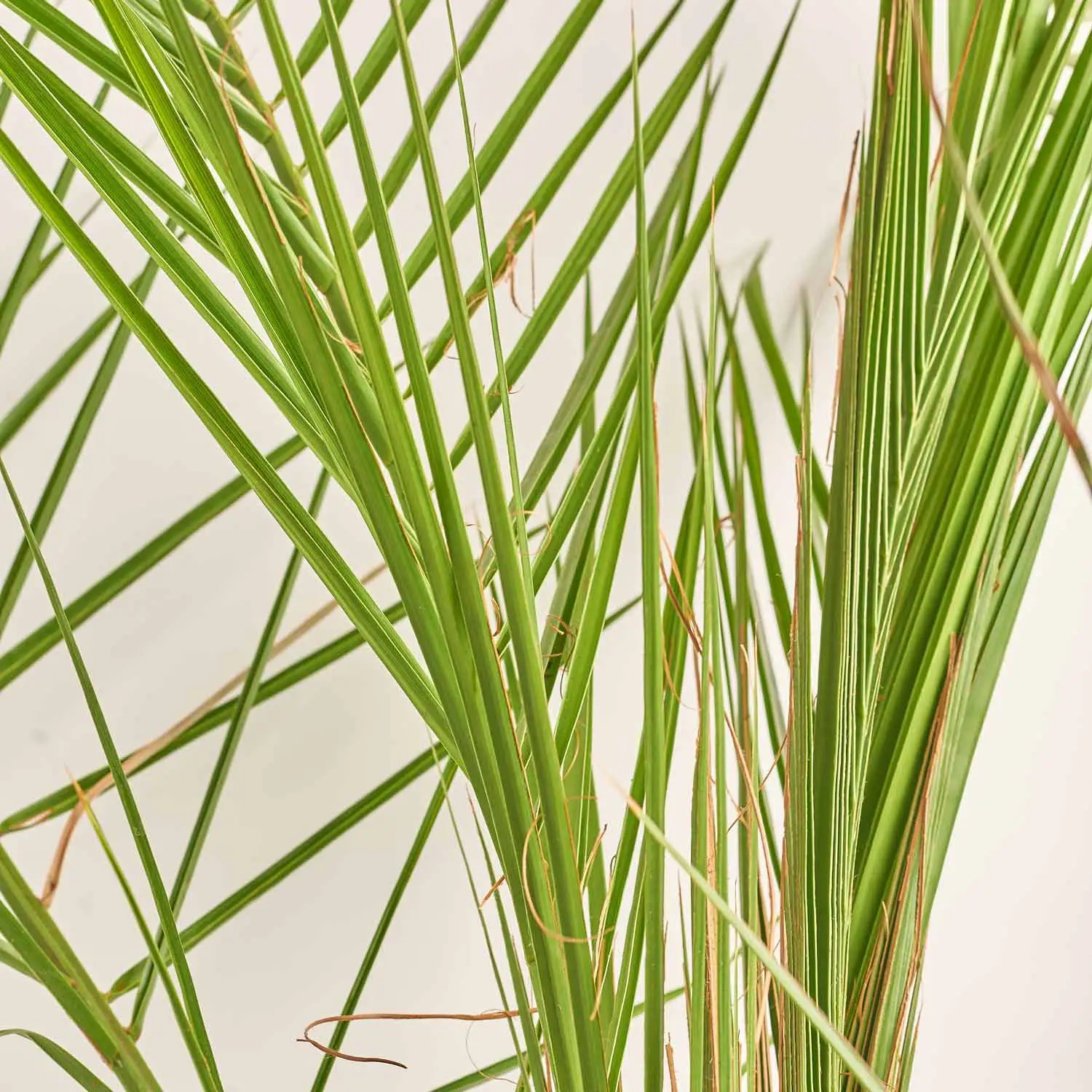 Фенікс Канарський, артикул: 48451 Зображення товару Фенікс Канарський, артикул: 48451