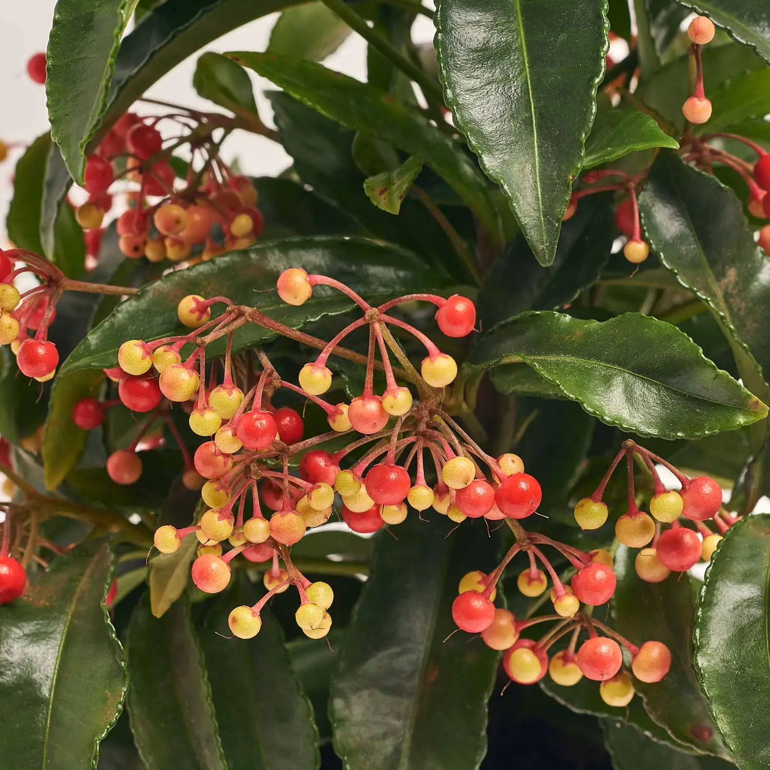 Зображення товару Ардізія Крената, артикул: 53452