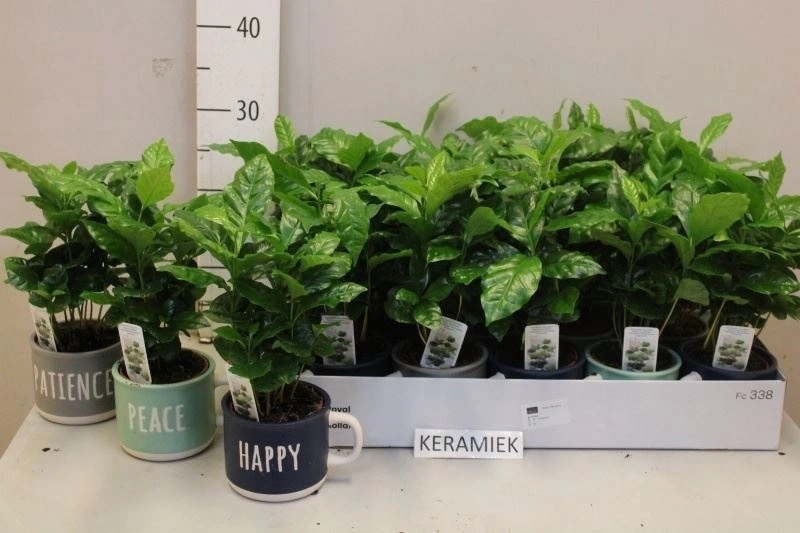 Зображення товару Кава Арабіка в чашці, артикул: 56279