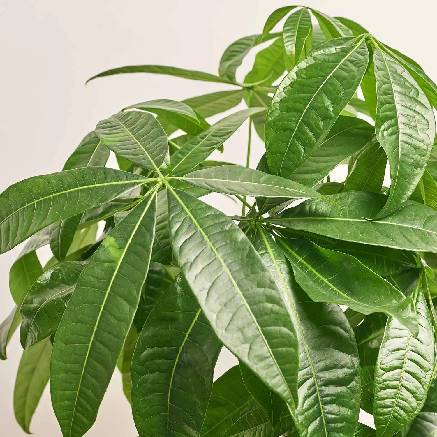 Зображення товару Пахіра Акватіка d20 (75-80) в кер., артикул: 49659