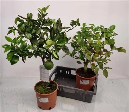 Цитрофортунелла Сіненсіс апельсин, артикул: 42735 Зображення товару Цитрофортунелла Сіненсіс апельсин, артикул: 42735