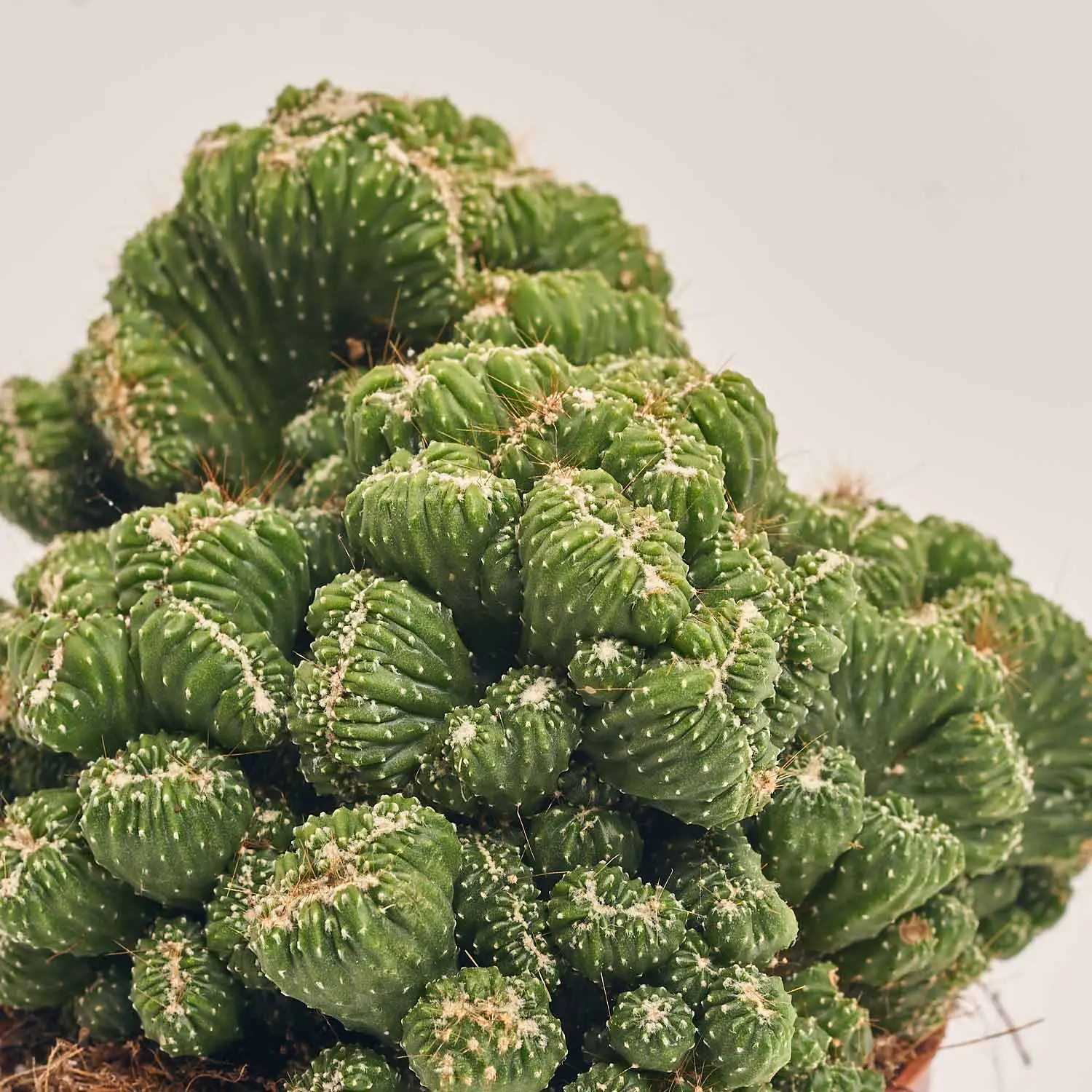 Зображення товару Кактус Бол мікс, артикул: 53324