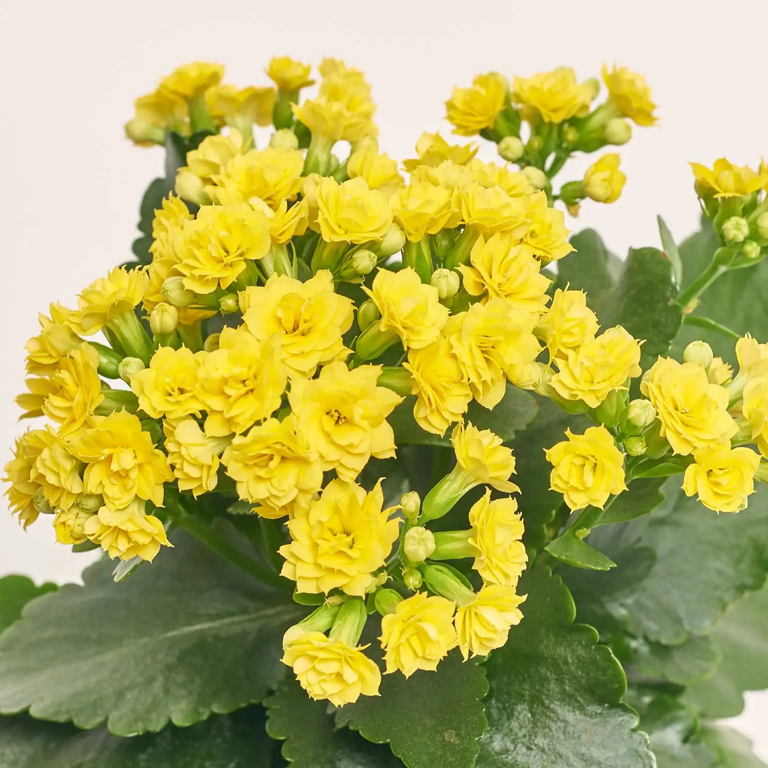 Зображення товару Каланхоє мікс, артикул: 18482