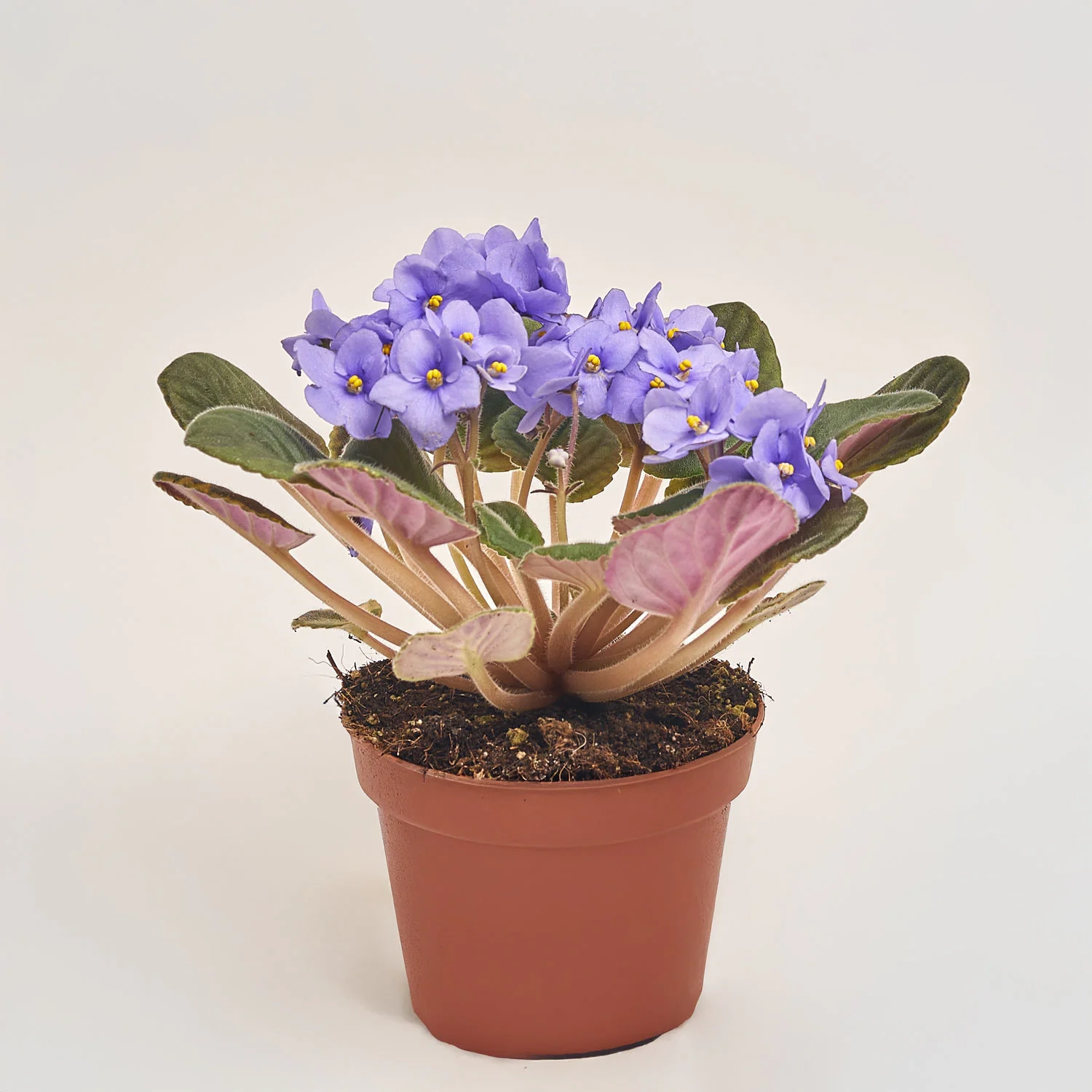 Зображення товару Сенполія мікс, артикул: 18381