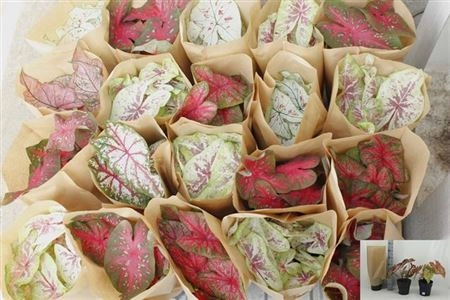 Зображення товару Каладіум мікс, артикул: 37472