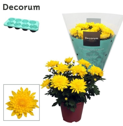 Зображення товару Хризантема Грандесса, артикул: 57224