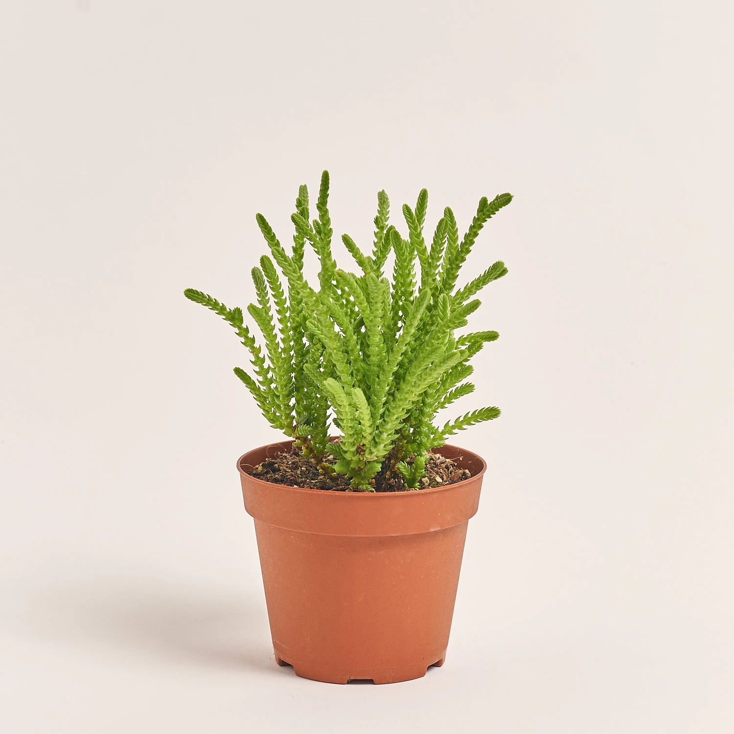 Зображення товару Сукулент мікс, артикул: 2166