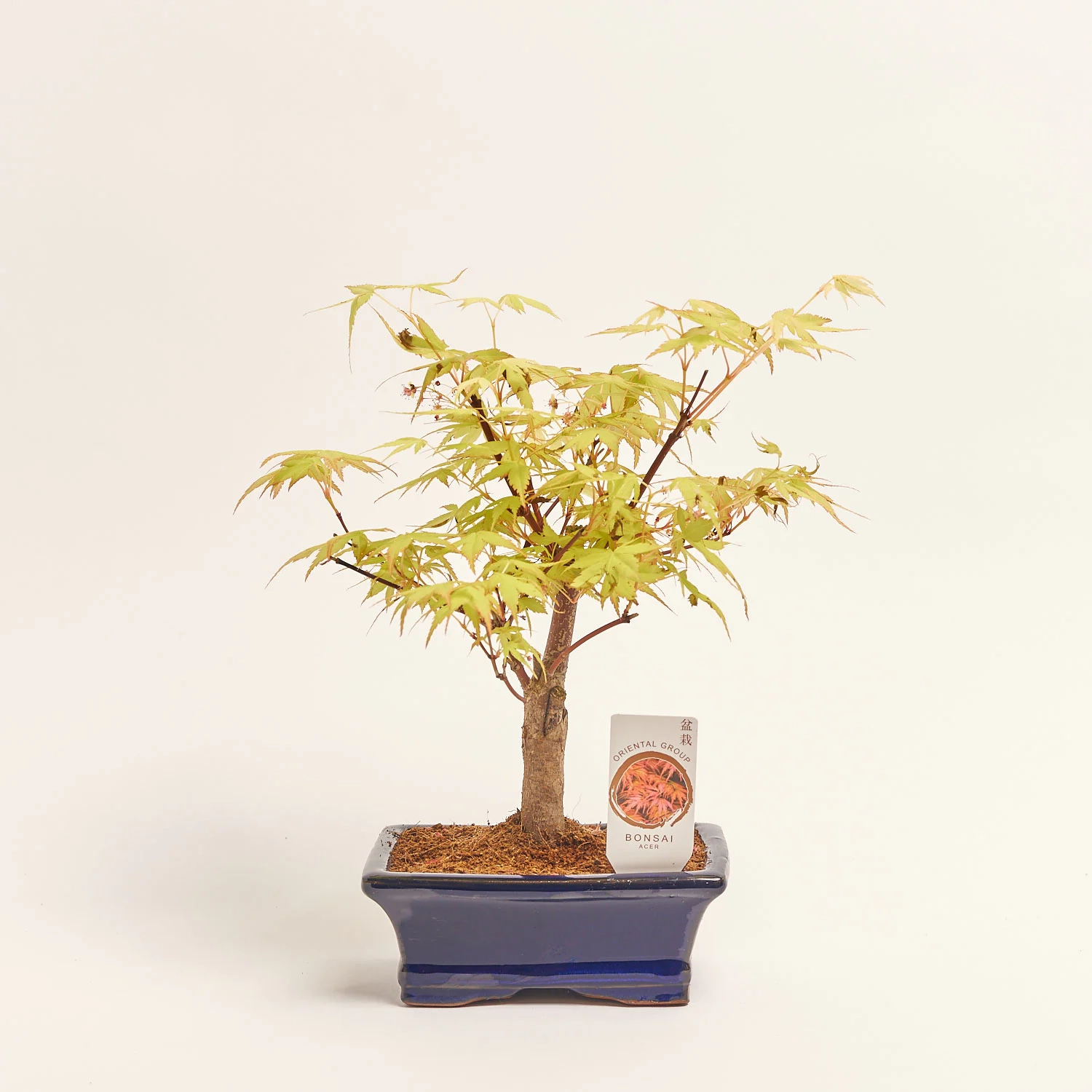 Зображення товару Бонсай в кер., артикул: 17924