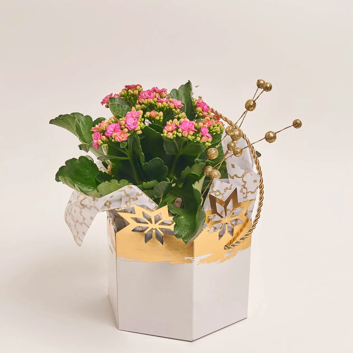 Зображення товару Каланхоє мікс у подарунковому пакеті, артикул: 53596