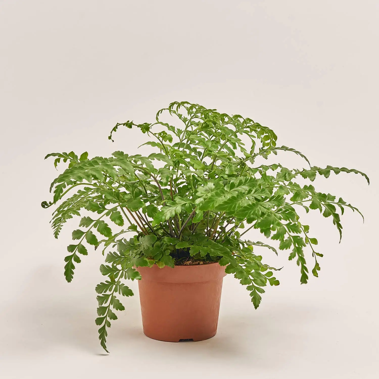 Аспленіум Парваті, артикул: 9899 Зображення товару Аспленіум Парваті, артикул: 9899