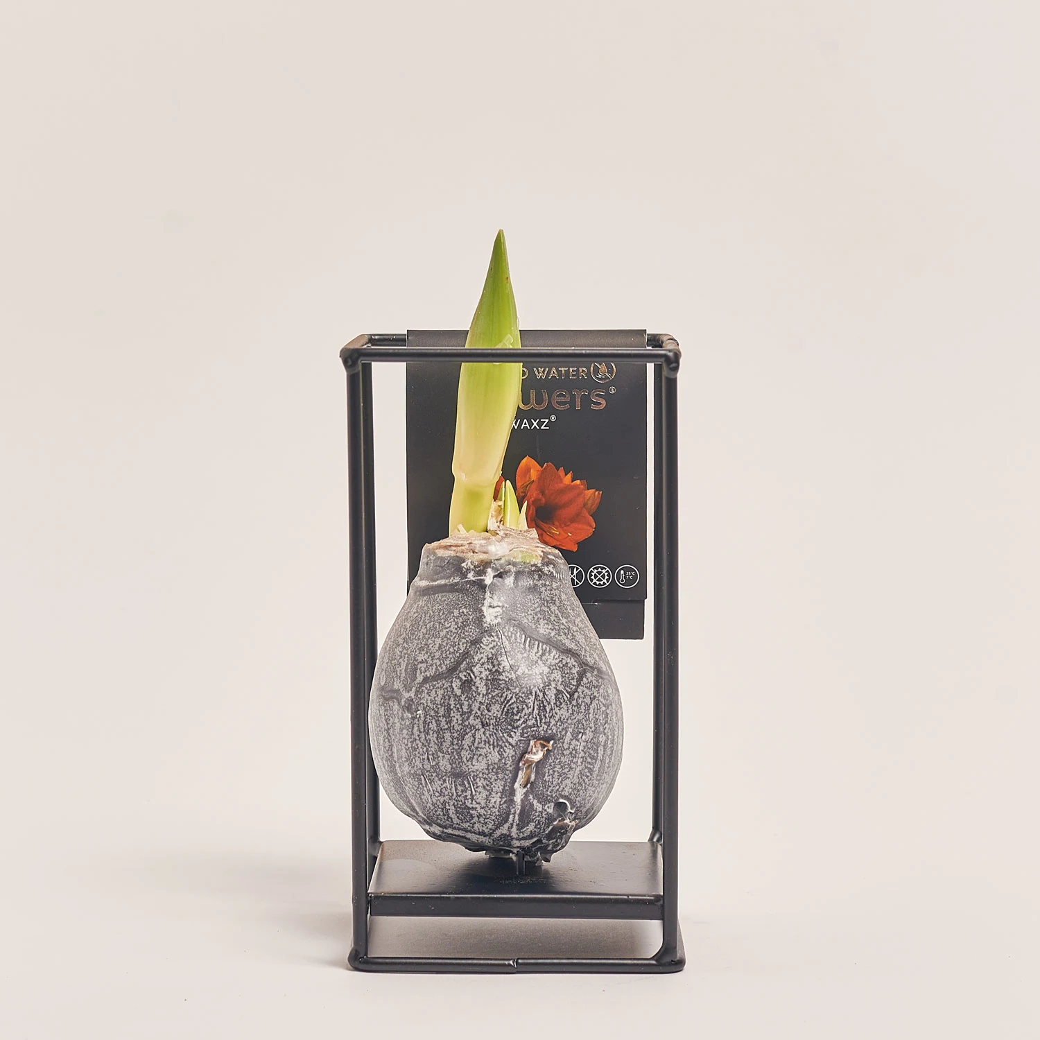 Зображення товару Амариліс "Індустріал Формз" у воску, артикул: 53968