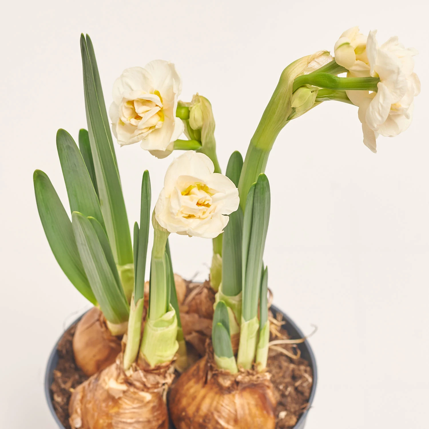 Зображення товару Нарцис Брайдал Краун, артикул: 35955