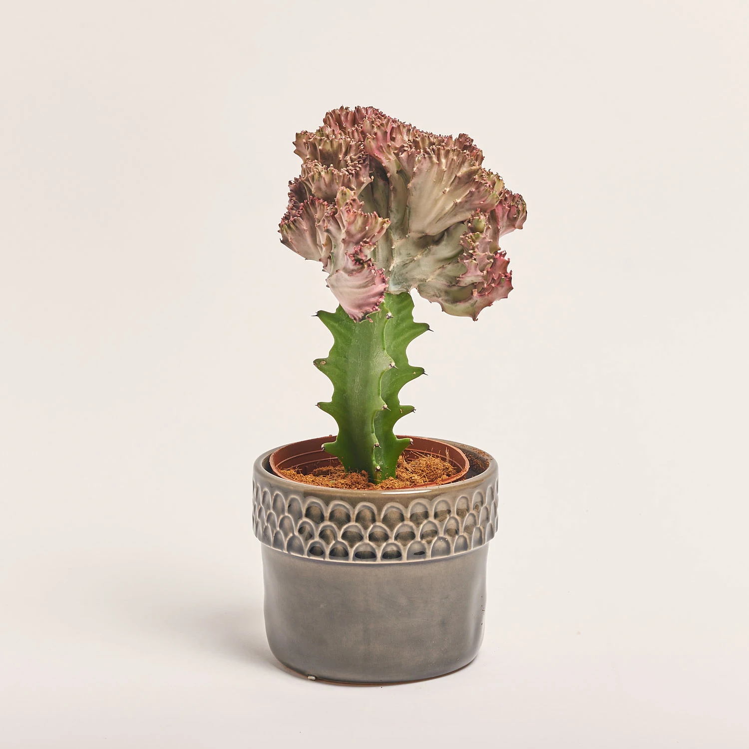 Еуфорбія Лактея Крістата в кер., артикул: 37586 Зображення товару Еуфорбія Лактея Крістата в кер., артикул: 37586