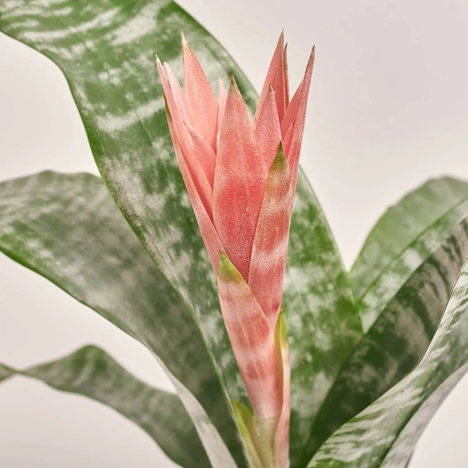 Зображення товару Ехмея Прімера, артикул: 55180