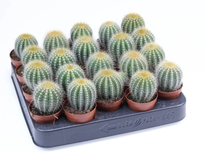Еріокактус Магніфікус, артикул: 57020 Зображення товару Еріокактус Магніфікус, артикул: 57020