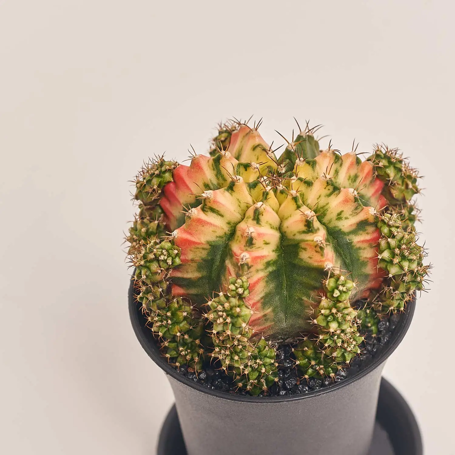 Зображення товару Гімнокаліциум Варієгатний "Мультиколор", артикул: 54799