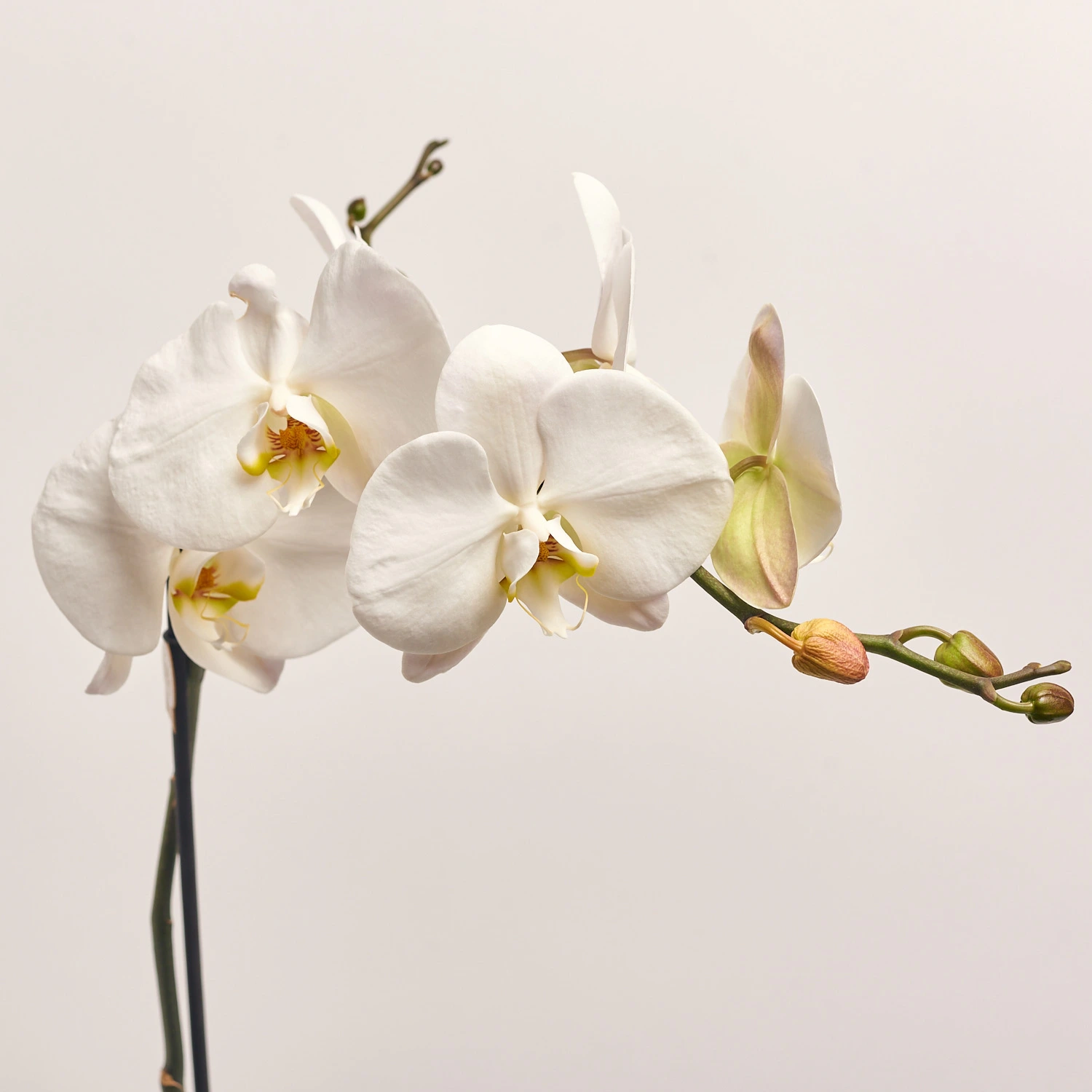 Зображення товару Фаленопсис 1ст. білий, артикул: 19719