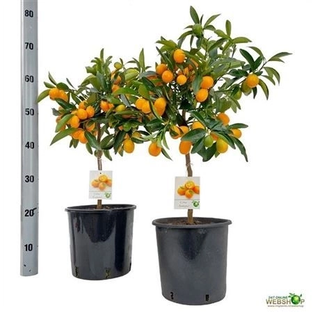 Зображення товару Цитрофортунелла Маргаріта, артикул: 24574