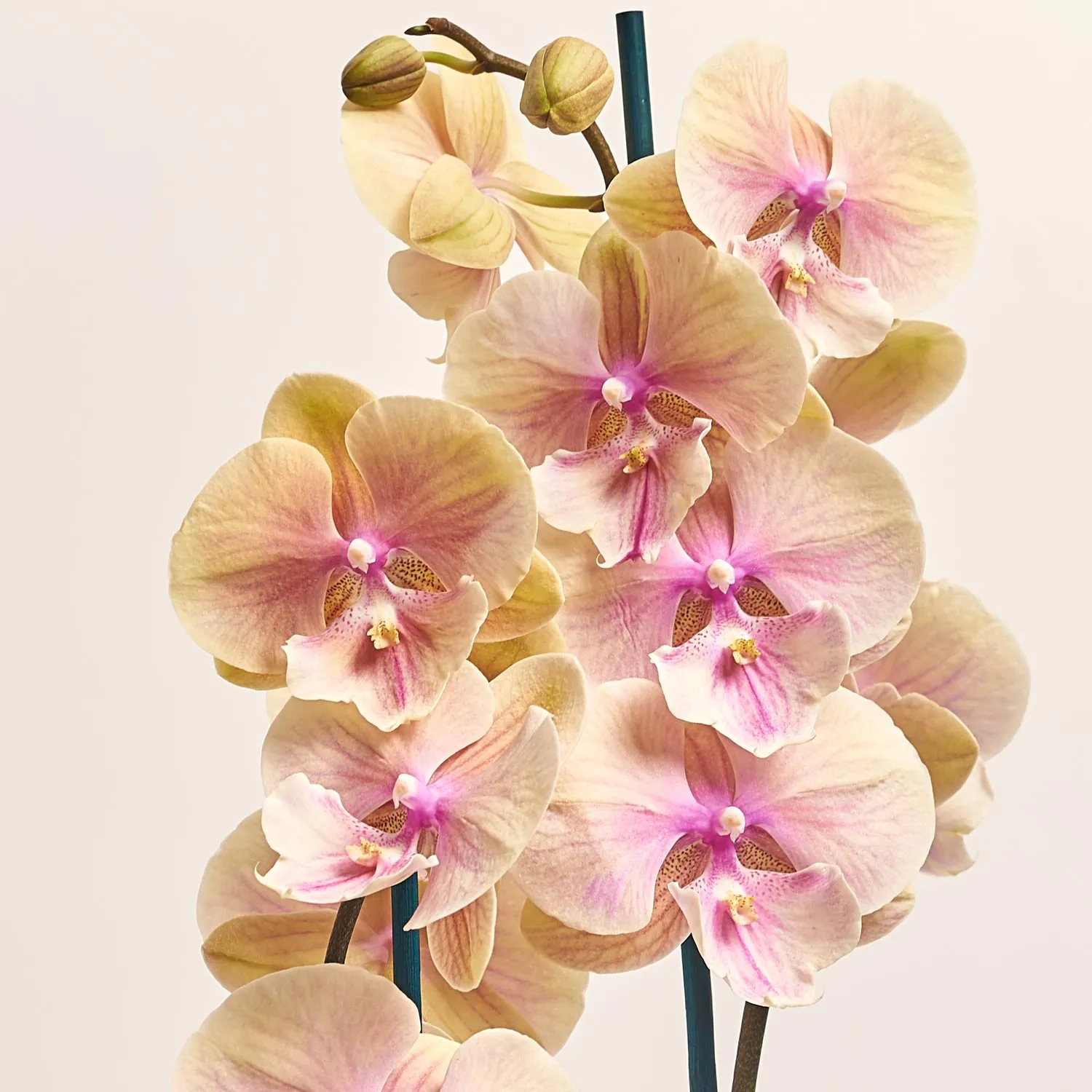 Фаленопсис "Дарія" 2ст., артикул: 52011 Зображення товару Фаленопсис "Дарія" 2ст., артикул: 52011