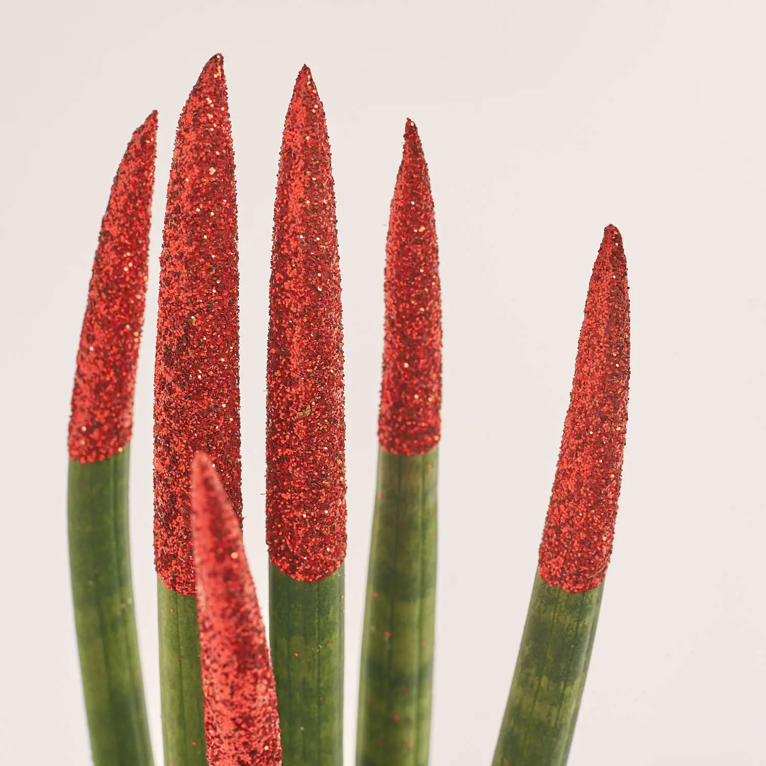 Зображення товару Сансевієрія Циліндріка гліттер в кер., артикул: 10110