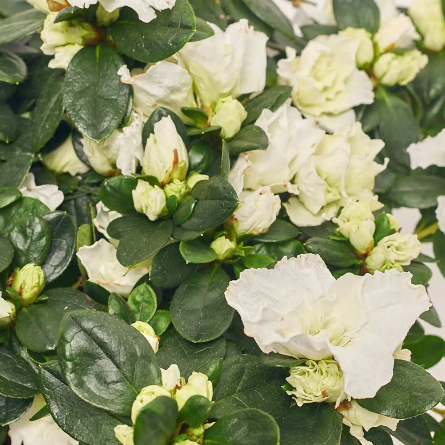 Зображення товару Азалія мікс в кер., артикул: 25146