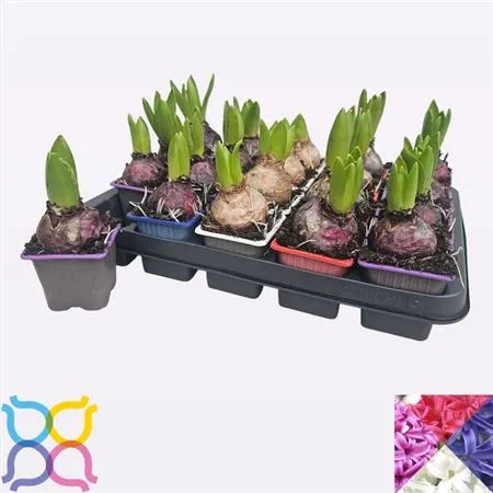 Зображення товару Гіацинт мікс, артикул: 55517