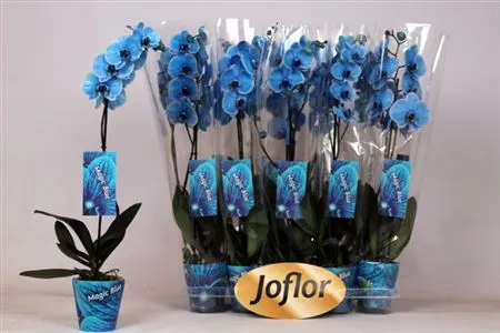 Зображення товару Фаленопсис фарб. 1ст. блакинтий, артикул: 48271